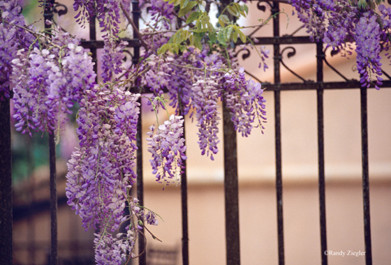 The fragrant Wisteria continued to create sweet memories.